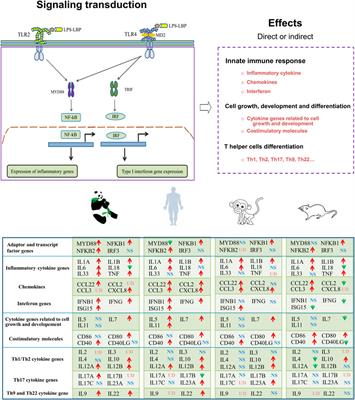 Comparative transcriptome analyses of immune responses to LPS in peripheral blood mononuclear cells from the giant panda, human, mouse, and monkey